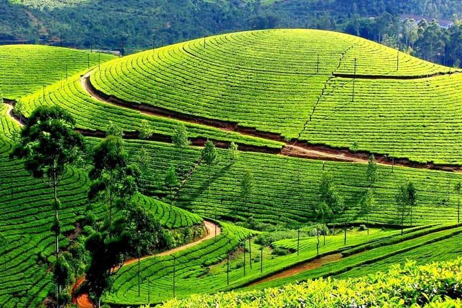 The tea terraces above Kausani