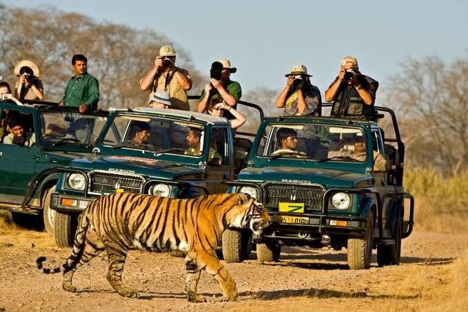 Jim Corbett & Rajaji Wildlife Safari